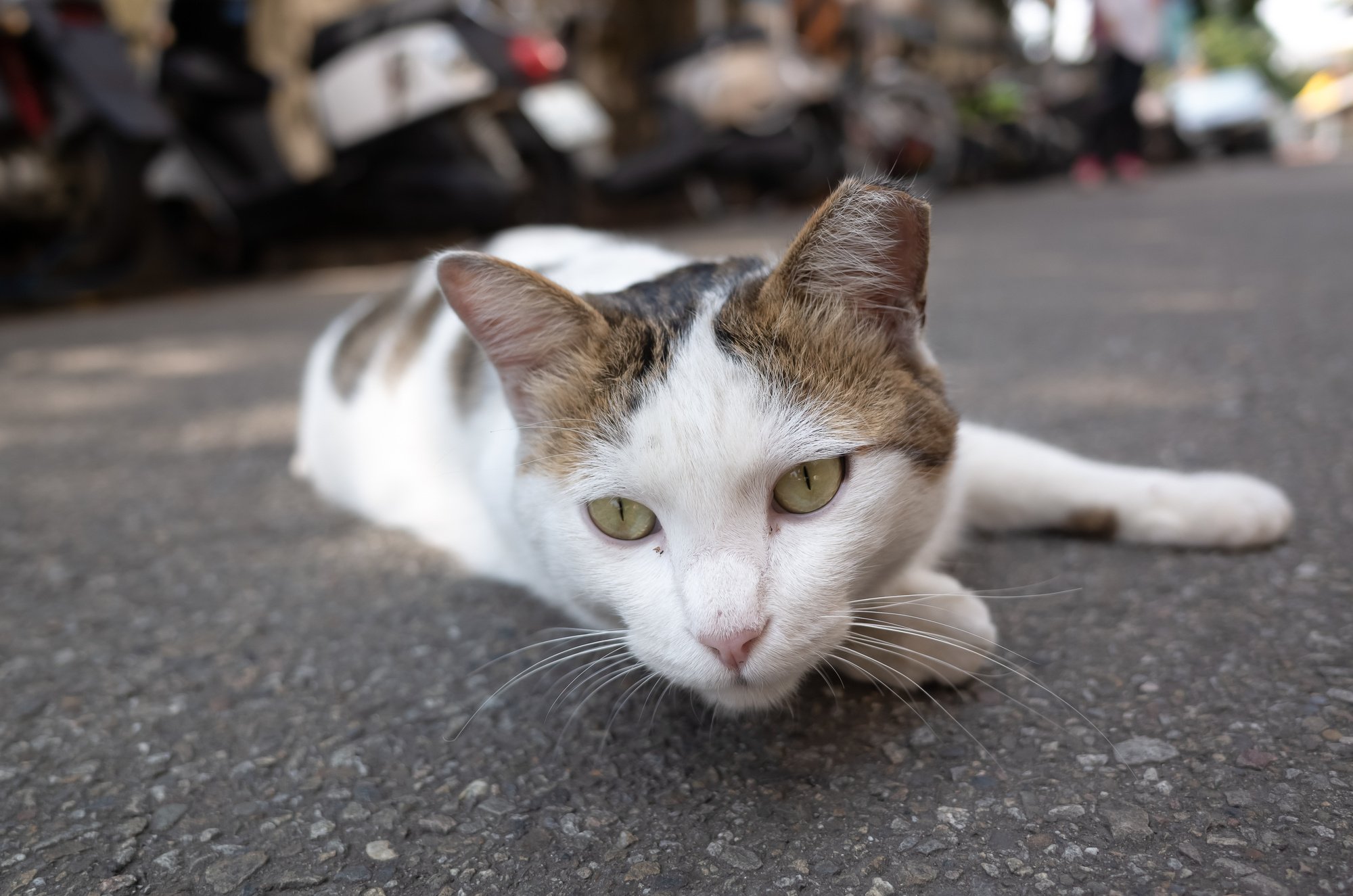 Stray Cat with Ear Tip Lying on the Ground