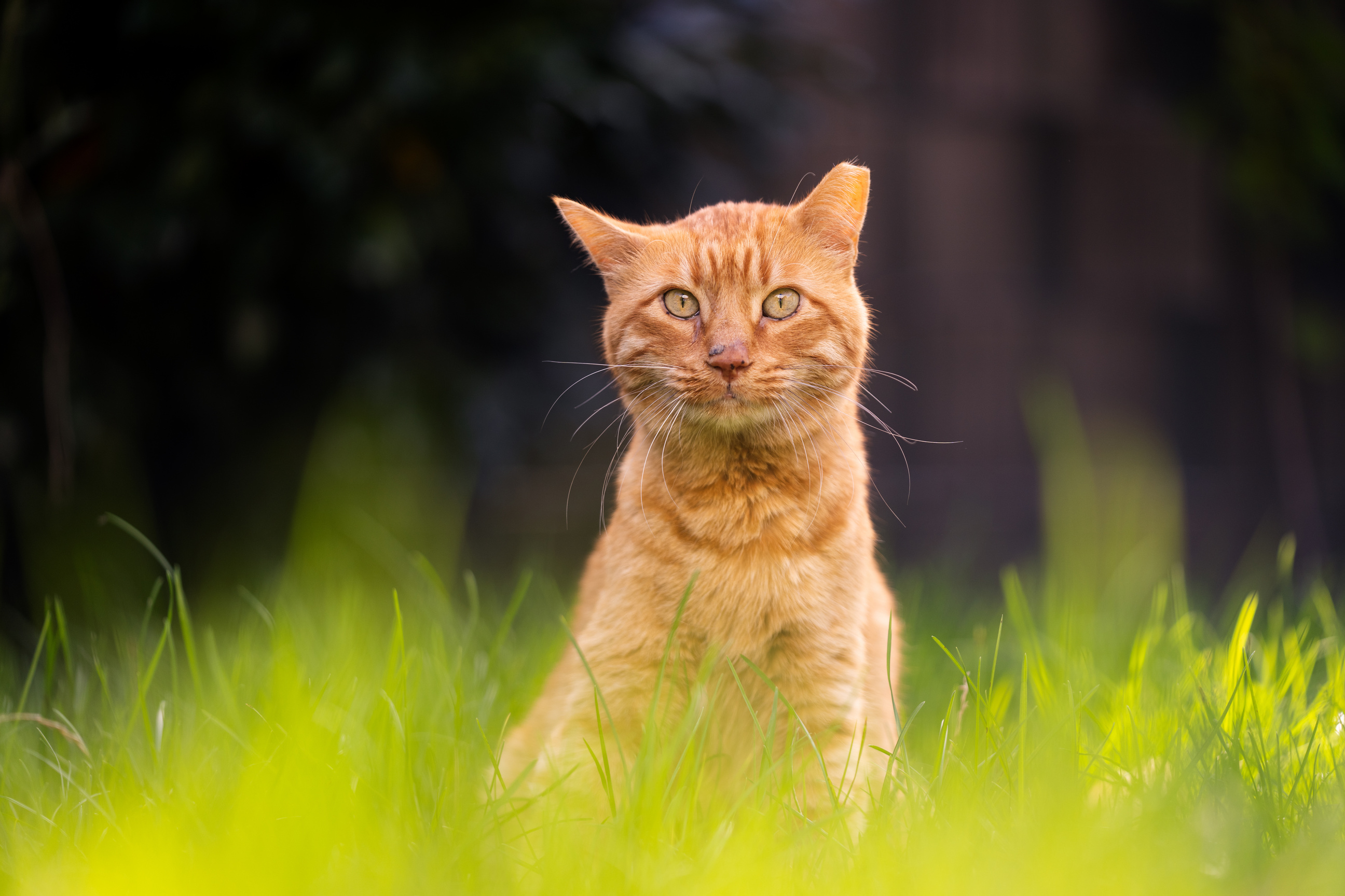 rescued ginger cat with tipped ear sitting in high grass outdoors