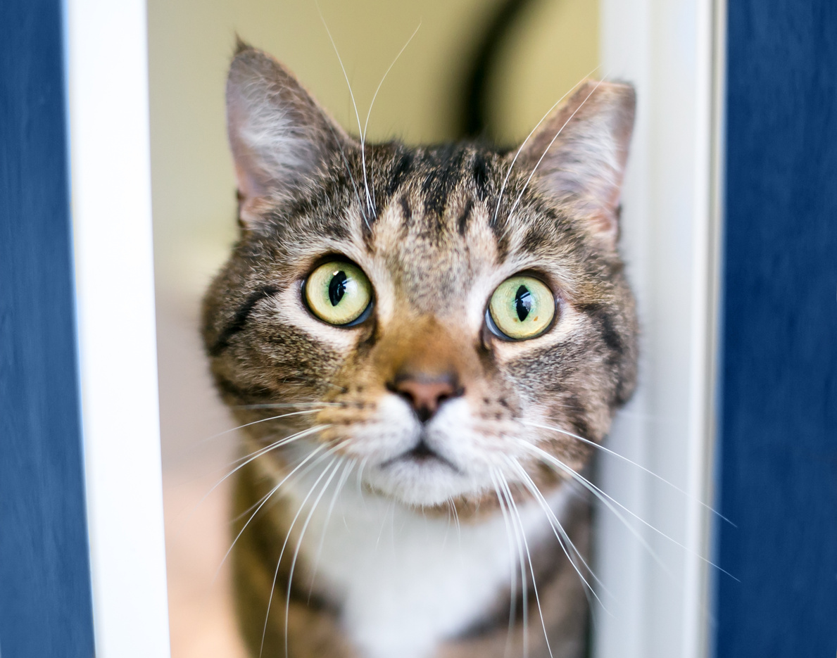 A tabby shorthair cat with one ear tipped